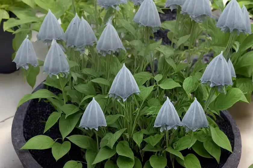 Moonlight scindapsus (scindapsus treubii ‘moonlight’)