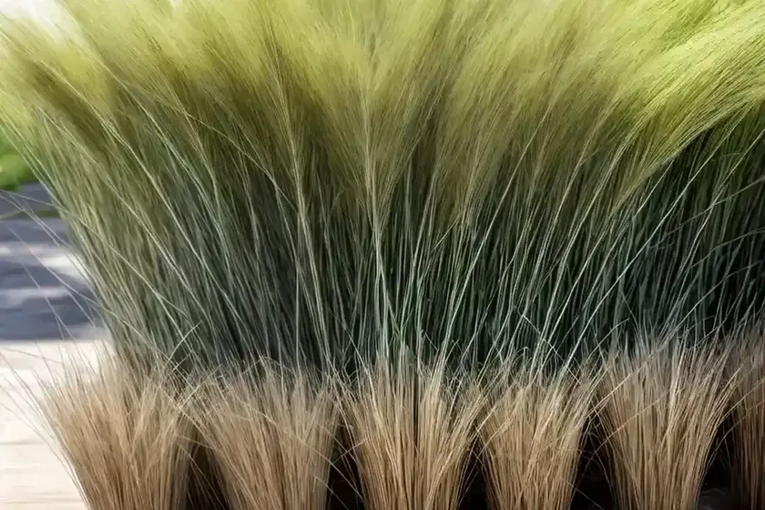 Moorochloa grass (moorochloa eruciformis) — photo 2