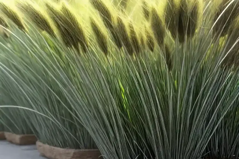 Moorochloa grass (moorochloa eruciformis) — photo 3