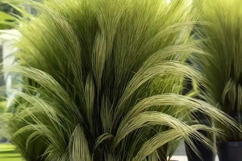 Moorochloa grass (moorochloa eruciformis)