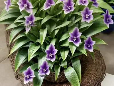 Moses In The Cradle (Tradescantia Spathacea)
