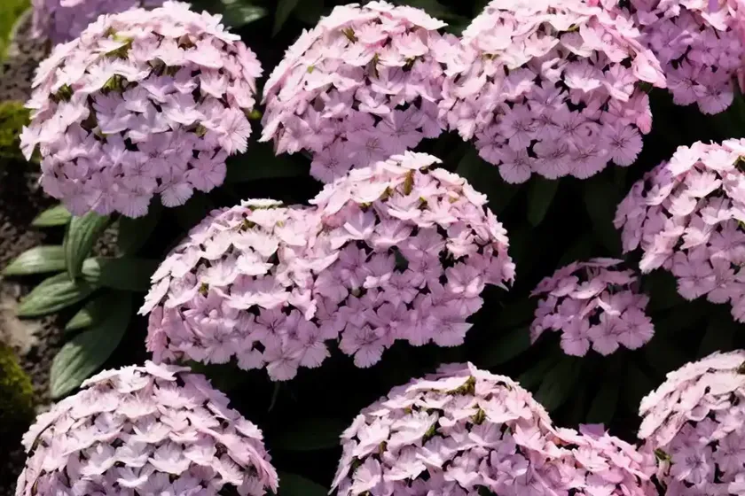 Moss phlox (phlox subulata ‘emerald pink’) — photo 2