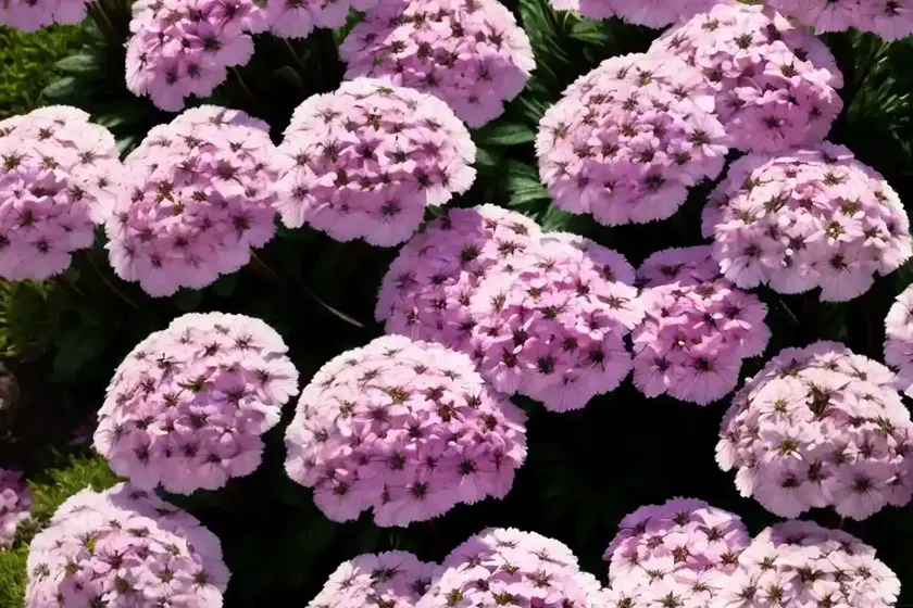 Moss phlox (phlox subulata ‘emerald pink’) — photo 3