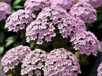Moss Phlox (Phlox Subulata ‘Emerald Pink’)