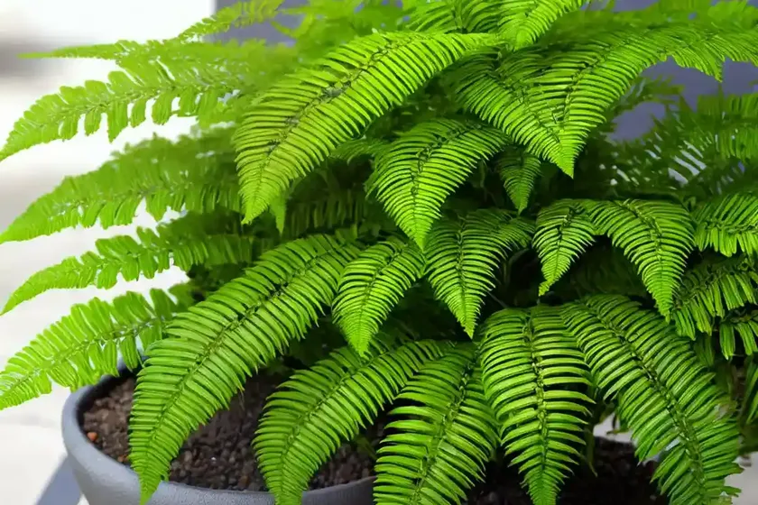 Mother fern (asplenium bulbiferum) — photo 2