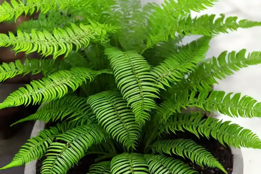 Mother fern (asplenium bulbiferum) — photo 3