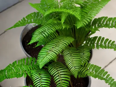 Mother Fern (Asplenium Bulbiferum)