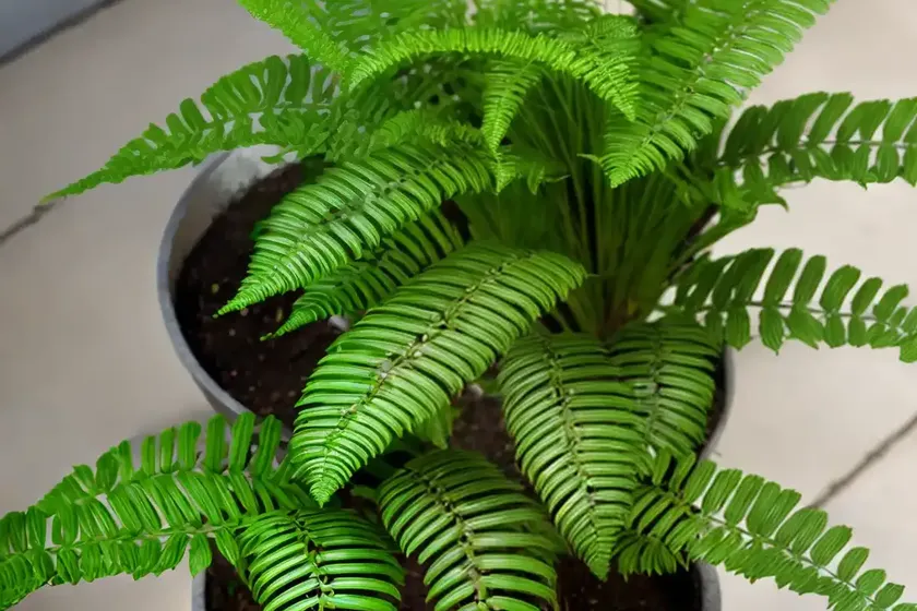 Mother fern (asplenium bulbiferum)