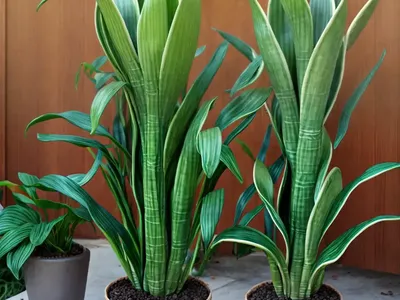 Mother-in-law’s Tongue (Sansevieria ‘Fernwood Mikado’)