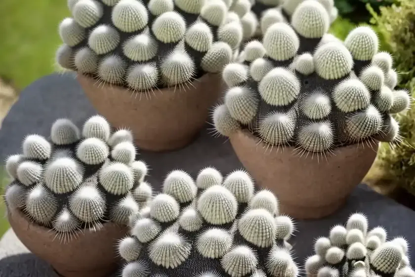 Mother-of-hundreds (mammillaria compressa) — photo 2