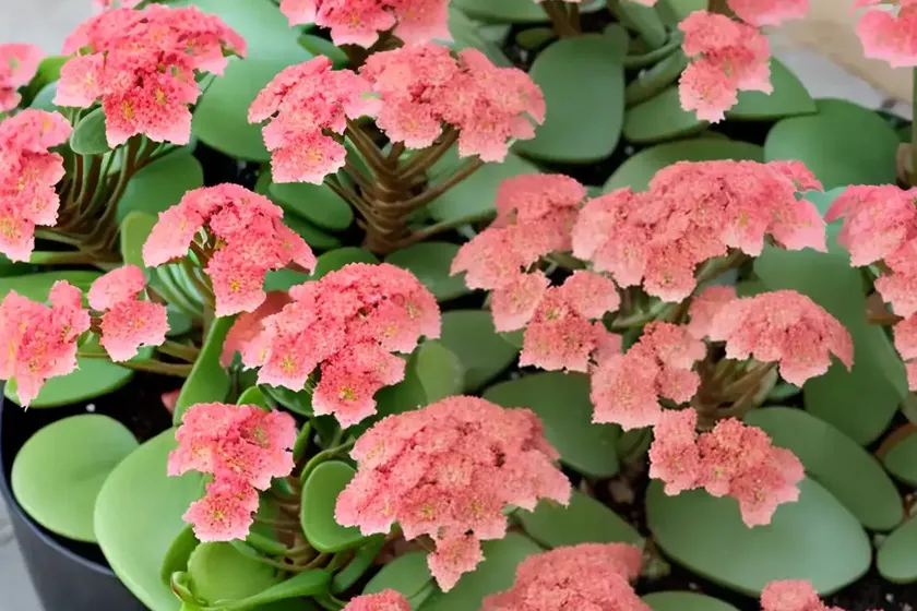 Mother-of-millions (kalanchoe daigremontiana) — photo 2