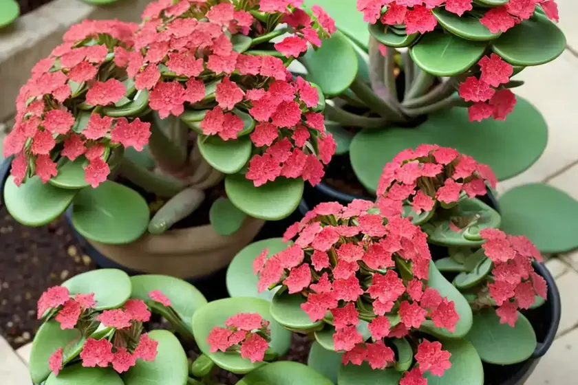 Mother-of-millions (kalanchoe daigremontiana) — photo 3