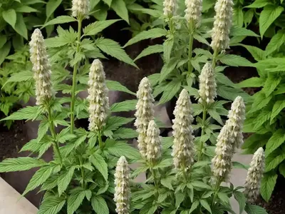 Motherwort (Leonurus Cardiaca)