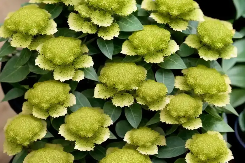 Mottled spurge (euphorbia lactea) — photo 3
