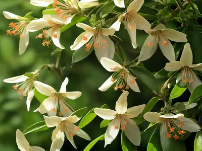 Mountain Bush Honeysuckle (Diervilla Rivularis ‘Morton’ SUMMER STARS)
