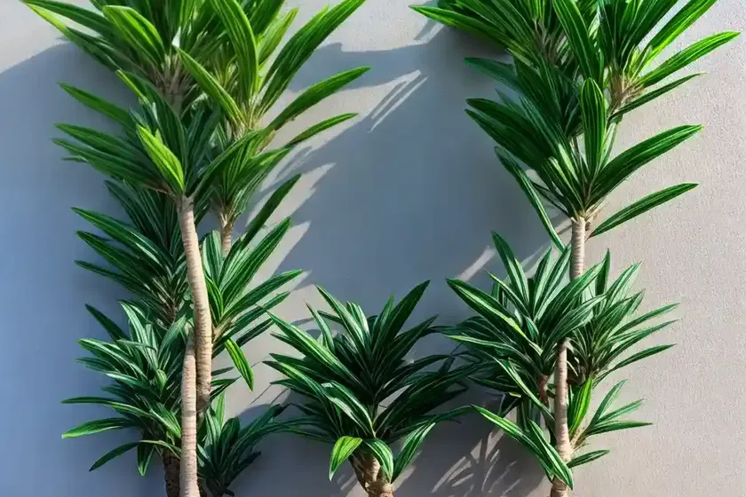 Mountain cabbage tree (dracaena indivisa) — photo 2