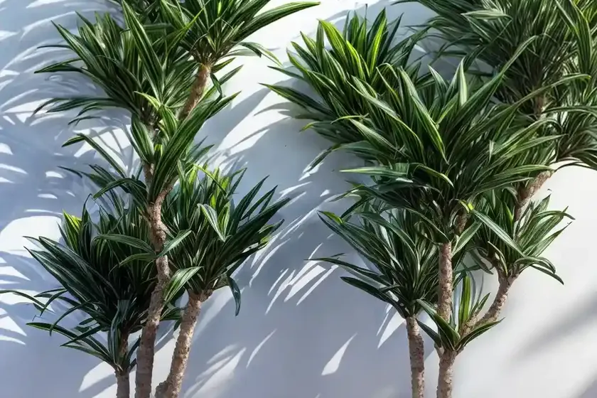 Mountain cabbage tree (dracaena indivisa) — photo 3