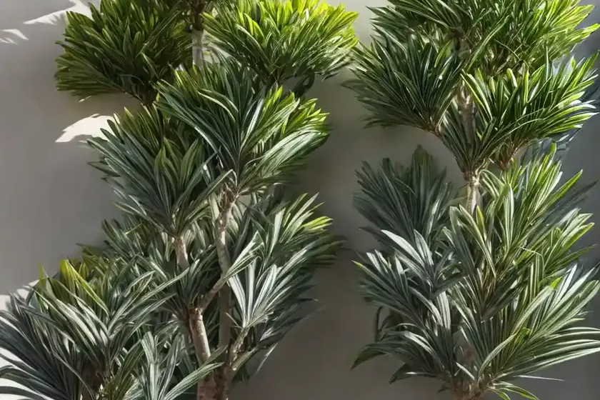 Mountain cabbage tree (dracaena indivisa)