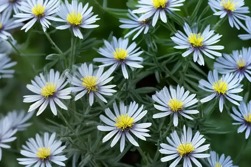 Mountain fire (senecio cephalophorus) — photo 2