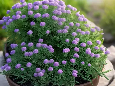 Mountain Fire (Senecio Cephalophorus)