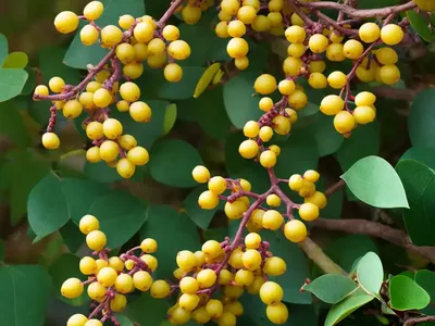 Mountain-grape (Berberis Aquifolium)