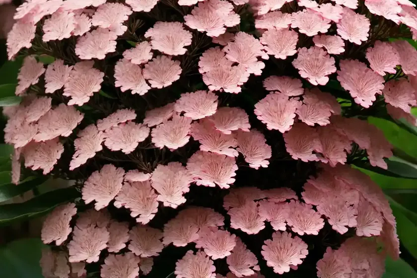 Mountain laurel (kalmia latifolia) — photo 2