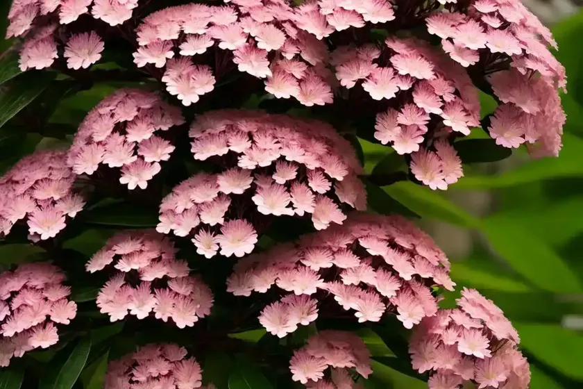 Mountain laurel (kalmia latifolia) — photo 3
