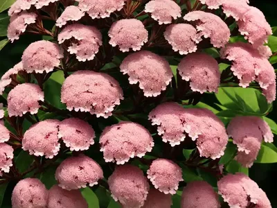 Mountain Laurel (Kalmia Latifolia)