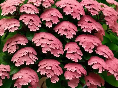 Mountain Laurel (Kalmia Latifolia ‘Elf’)