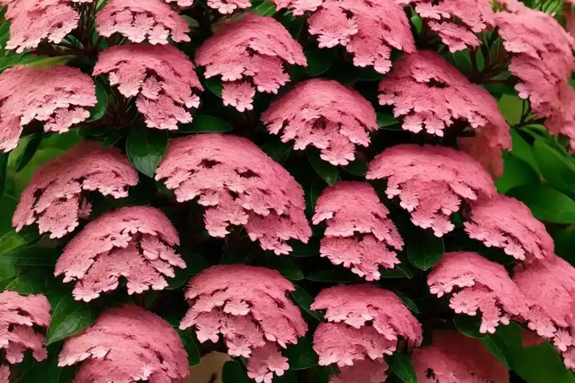 Mountain laurel (kalmia latifolia ‘elf’)