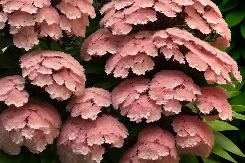 Mountain laurel (kalmia latifolia ‘sarah’) — photo 3