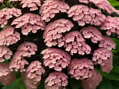 Mountain Laurel (Kalmia Latifolia ‘Sarah’)