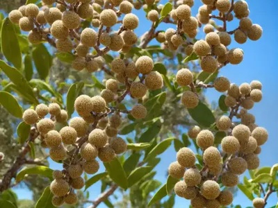Mountain Mahogany (Cercocarpus Montanus)