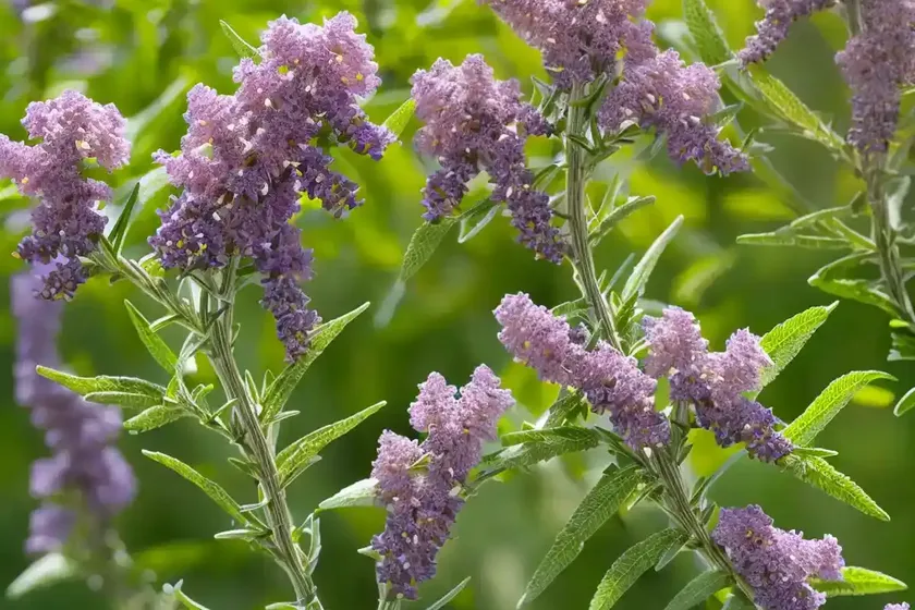 Mountain sagewood (buddleja loricata) — photo 2