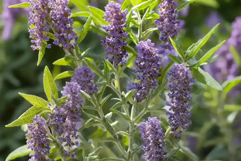 Mountain sagewood (buddleja loricata) — photo 3