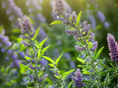 Mountain Sagewood (Buddleja Loricata)