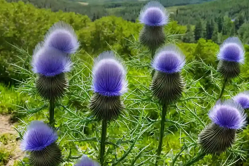 Mountain thistle (acanthus montanus) — photo 2