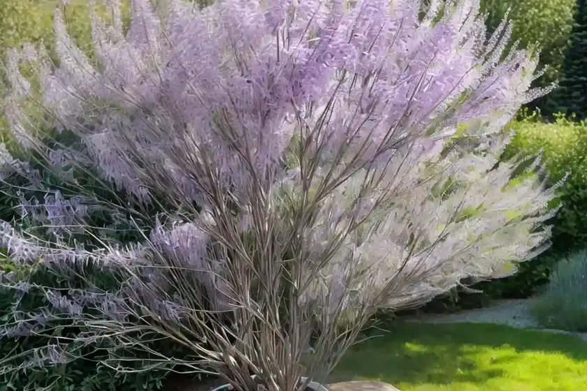 Mountain willow (salix arbuscula) — photo 2