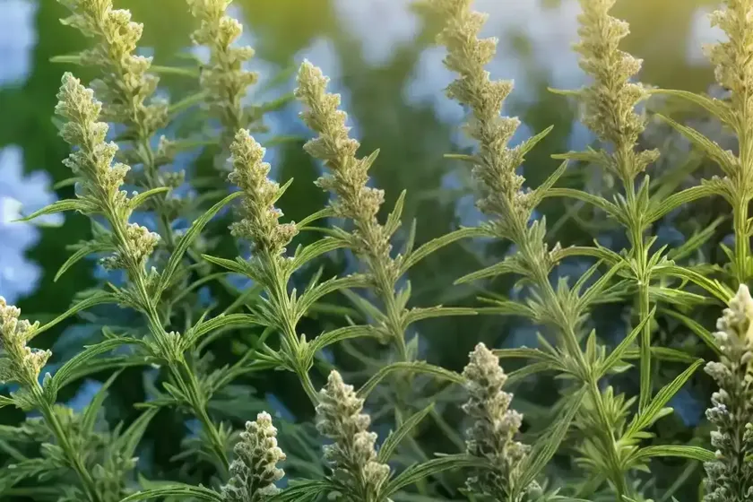 Mugwort (artemisia vulgaris) — photo 2