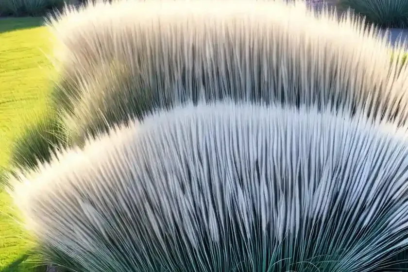 Muhly grass (muhlenbergia capillaris ‘white cloud’) — photo 2