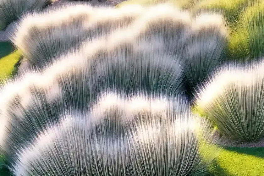 Muhly grass (muhlenbergia capillaris ‘white cloud’) — photo 3