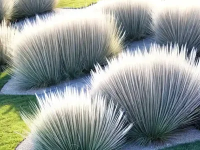 Muhly Grass (Muhlenbergia Capillaris ‘White Cloud’)