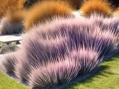 Muhly Grass (Muhlenbergia Reverchonii ‘Autumn Embers’)
