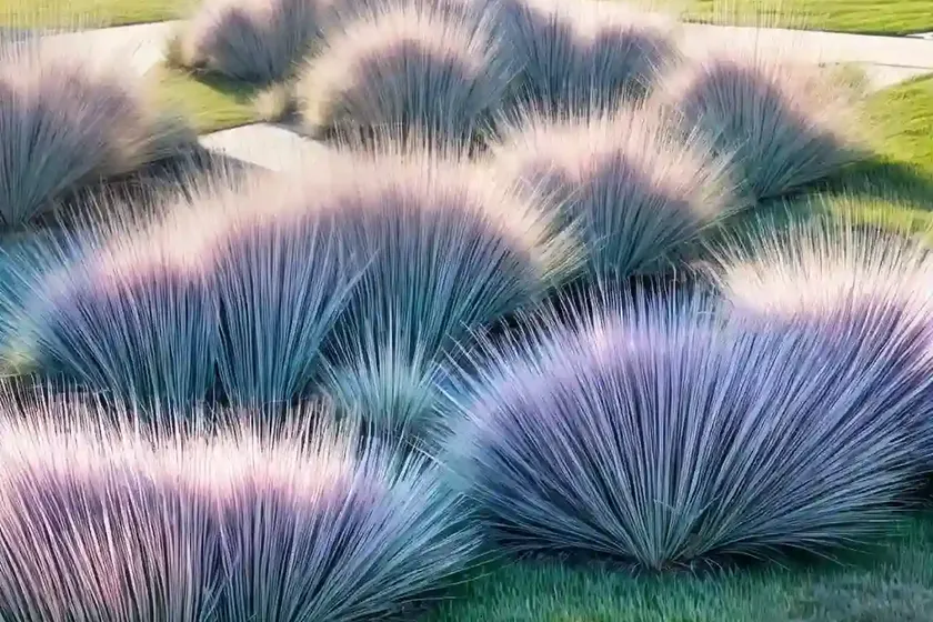 Muhly grass (muhlenbergia reverchonii undaunted) — photo 2