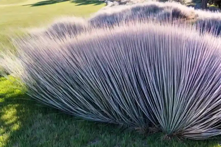 Muhly grass (muhlenbergia reverchonii undaunted) — photo 3