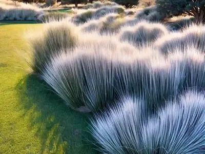Muhly Grass (Muhlenbergia Reverchonii UNDAUNTED)