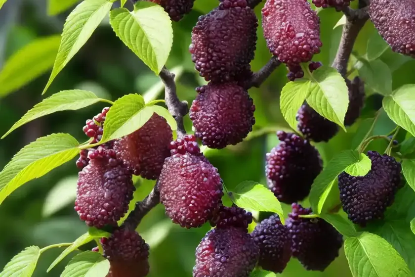 Mulberry (morus)