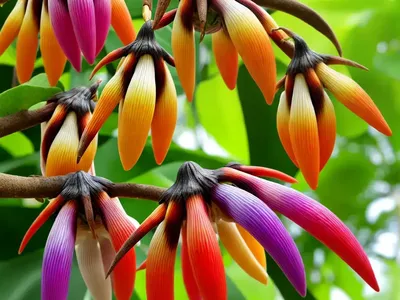 Multicolored Hollow Tooth (Galeopsis Speciosa)