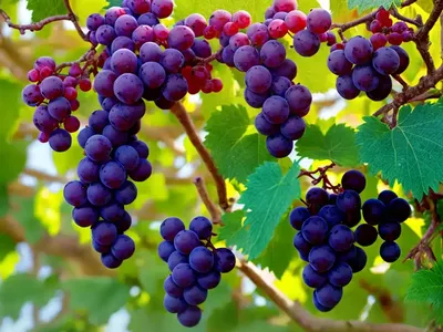 Munson’s Grape (Vitis Rotundifolia)