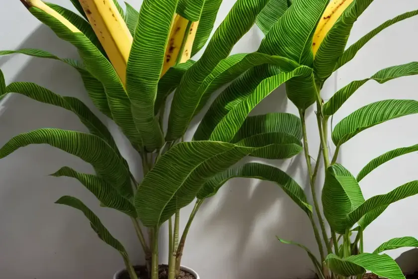 Musa acuminata ‘zebrina’ (stripe-leaved banana) — photo 2